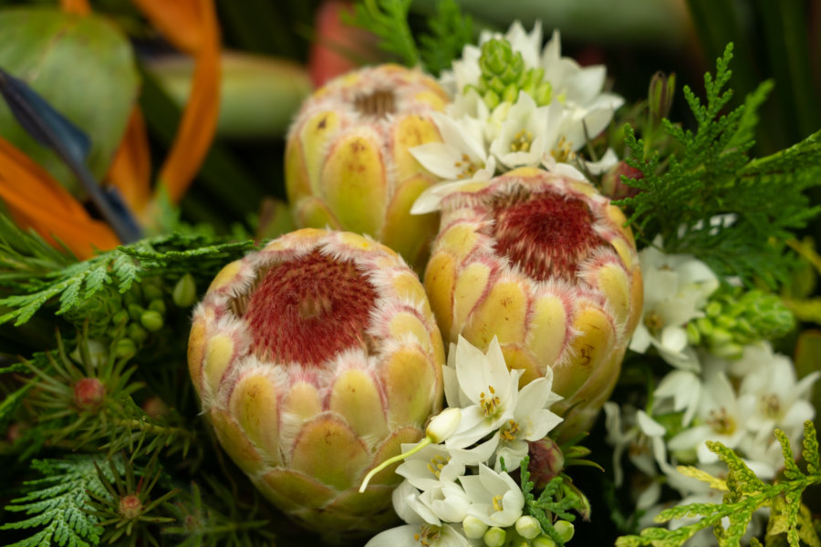 Plantes au marché Santo da Serra à Madère