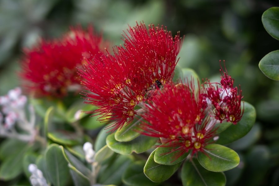 Pohutukawa, Plante sur l'île de Madère