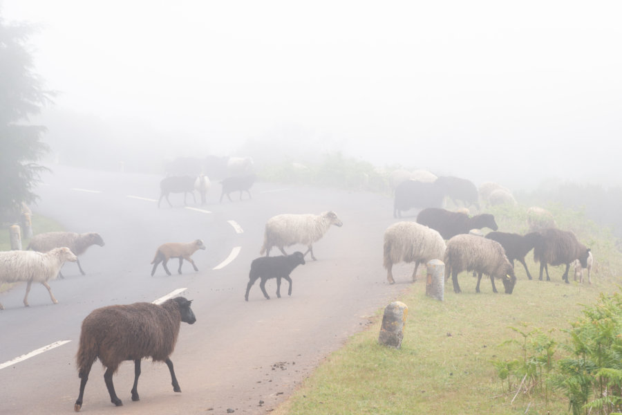 Poiso : mouton sur la route dans le brouillard