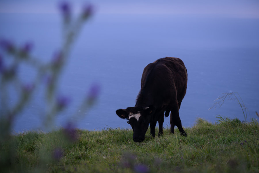 Vache, promenade à Ponta do Pargo