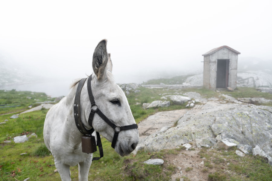 Âne sur le plateau des Sept Laux à Belledonne