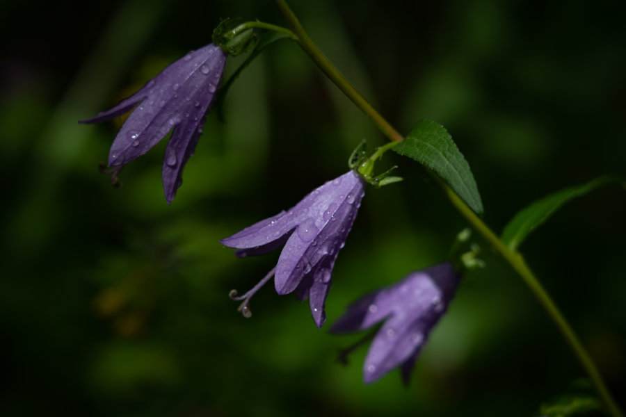 Campanules sous la rosée dans la forêt