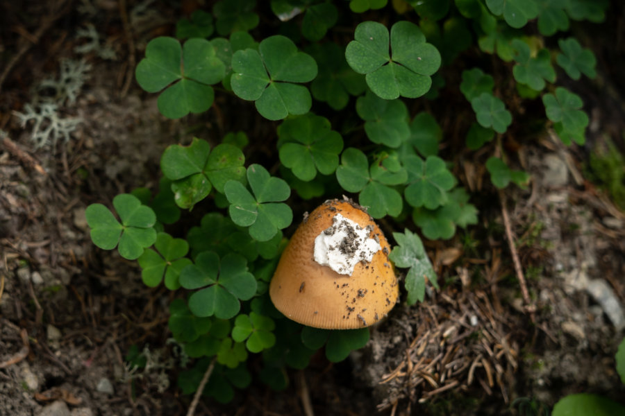 Champignon dans la forêt