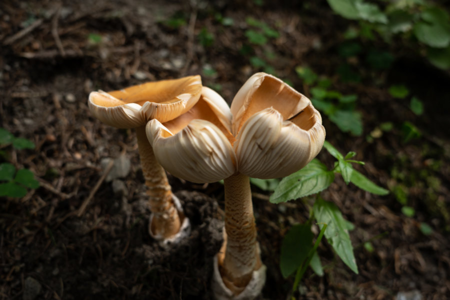 Champignons dans la forêt