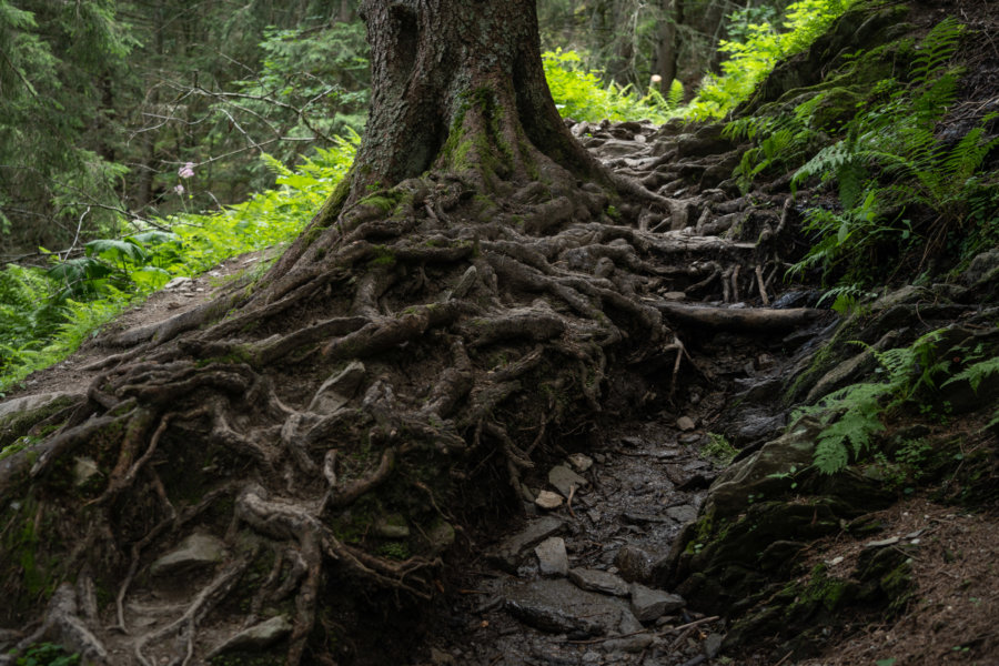 Grosses racines d'arbres dans la forêt