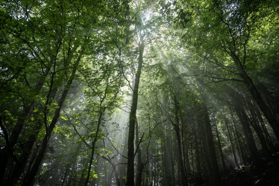 Lumière dans les arbres de la forêt