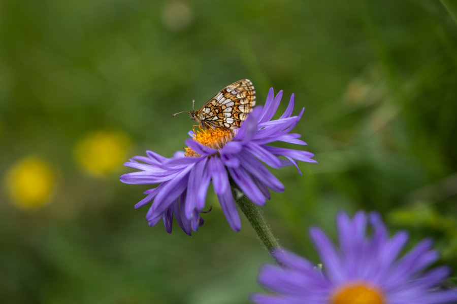 Papillon sur une fleur à la montagne