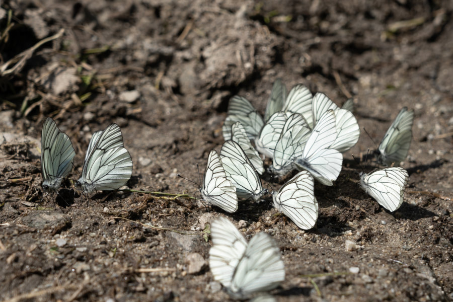 Papillons blancs sur la terre