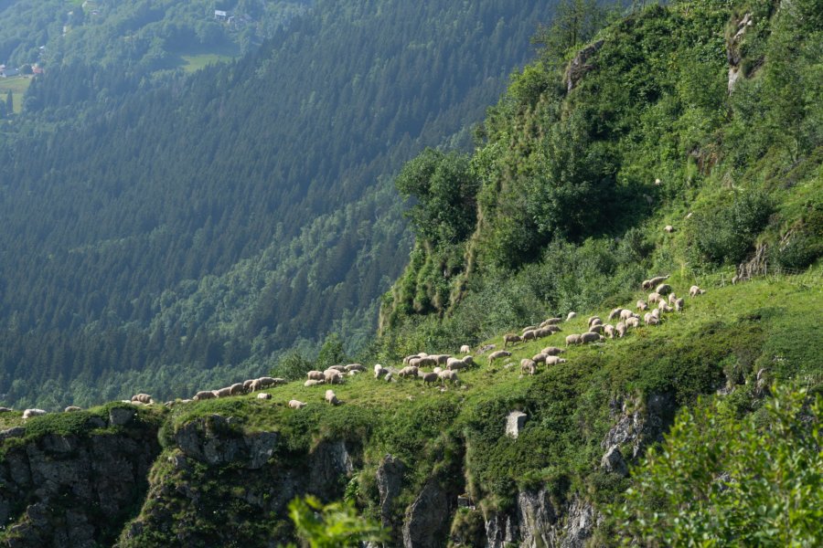 Pâturage de moutons à Belledonne près du refuge de l'oule