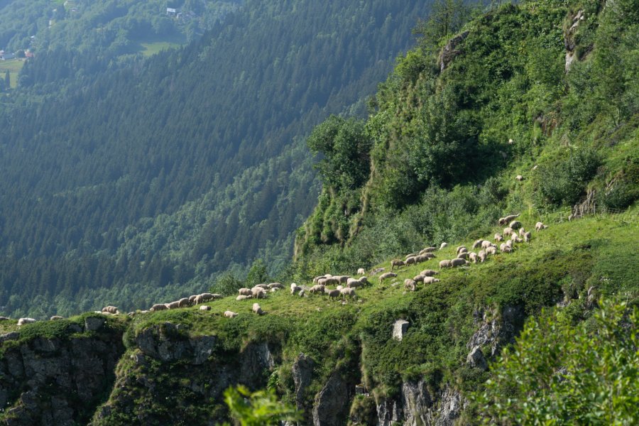 Pâturage de moutons à Belledonne près du refuge de l'oule