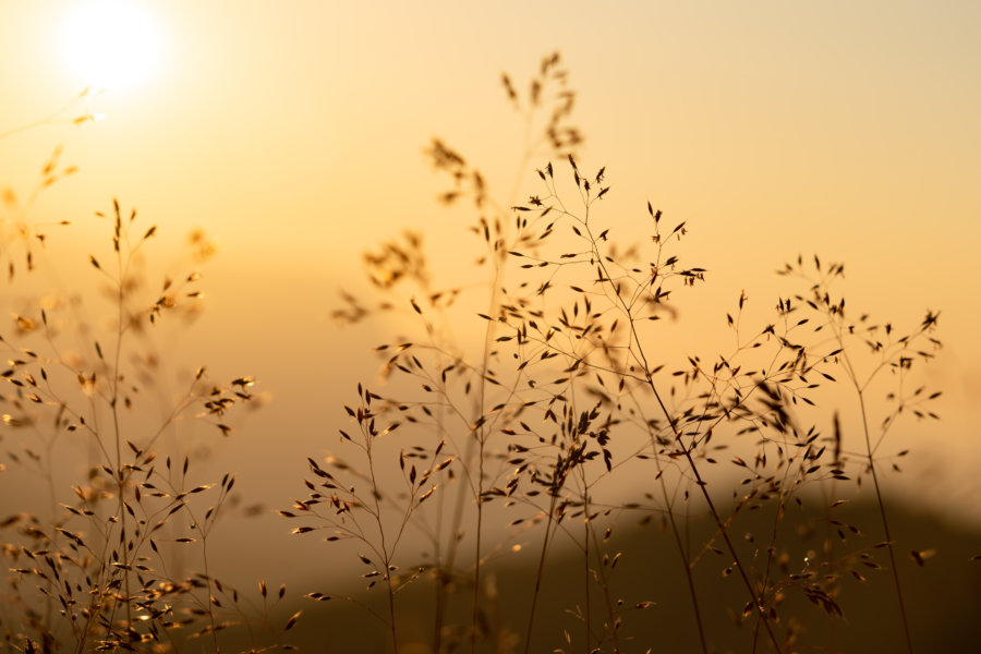 Plantes graminés au coucher du soleil