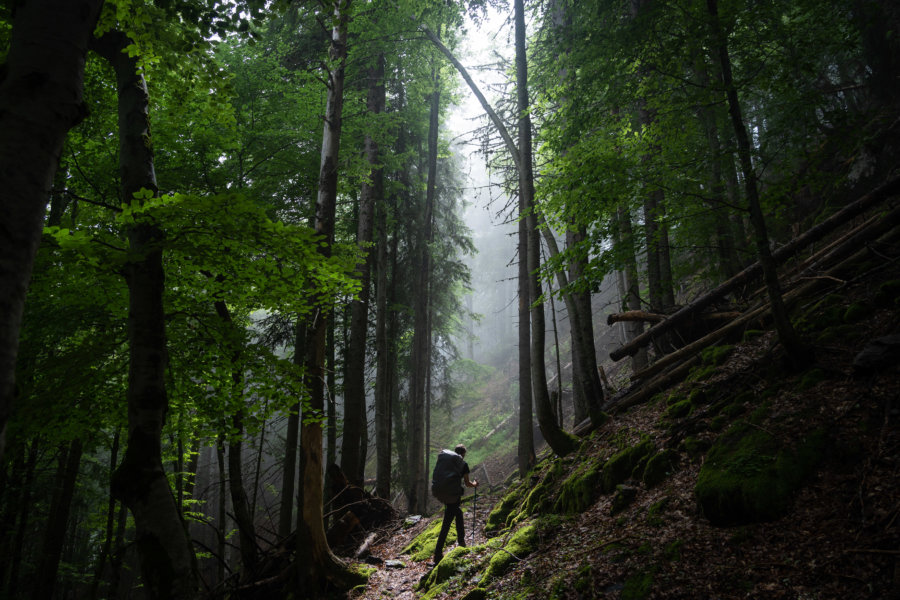 Randonnée dans la forêt près d'Allemont