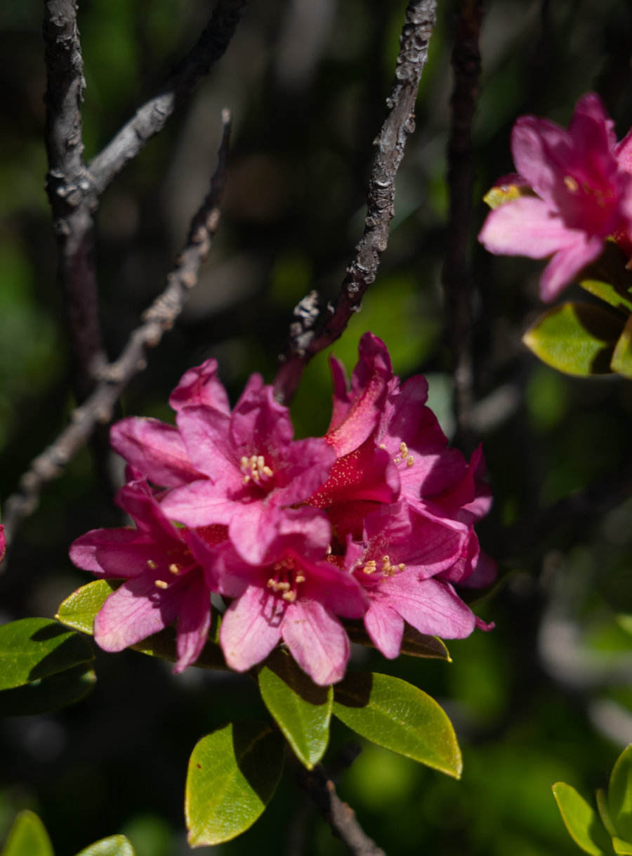 Rhododendrons sauvages à Belledonne