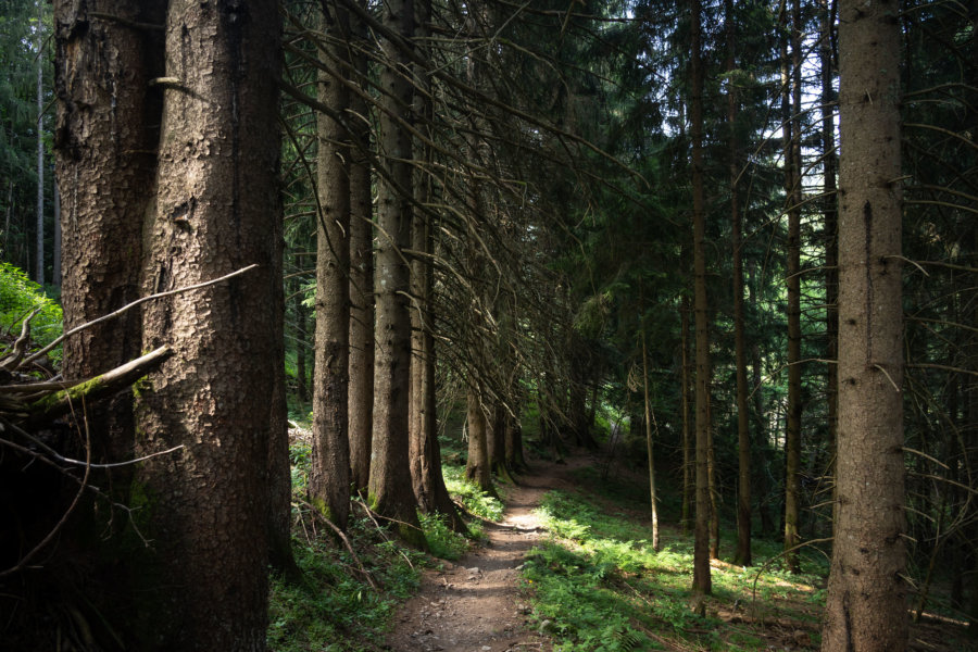 Trek dans la forêt à Belledonne