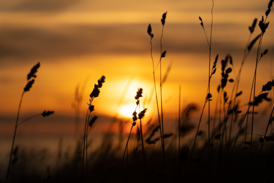 Coucher de soleil derrière les plantes sauvages