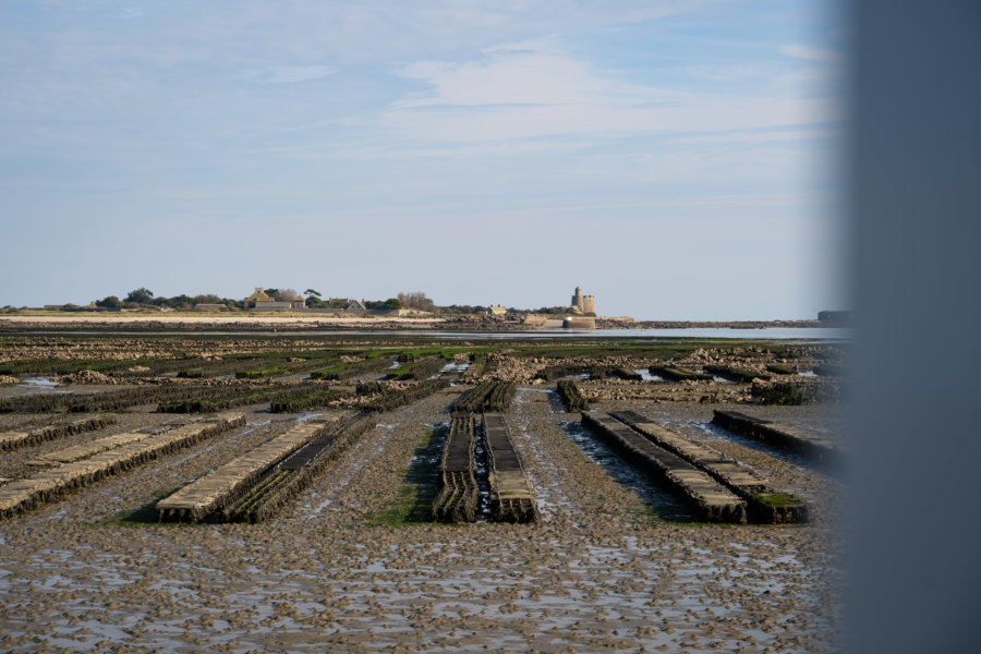 Parcs à huîtres, entre Tatihou et Saint-Vaast-la-Hougue