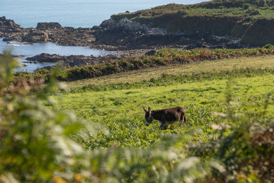 Randonnée entre la baie de Quervière et Omonville-la-Rogue