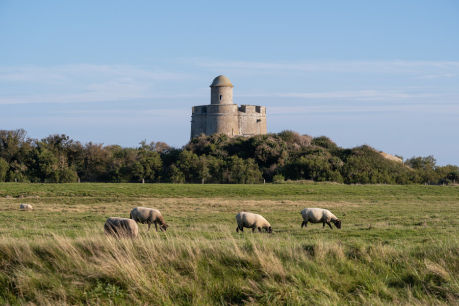 Île de tatihou, tour Vauban et moutons