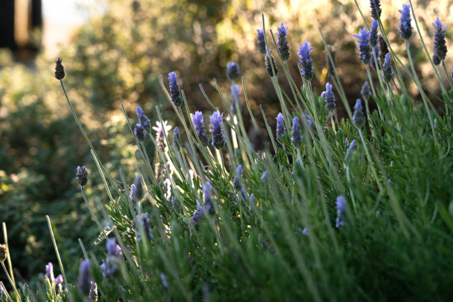 Lavande dans le jardin botanique de l'île de Tatihou