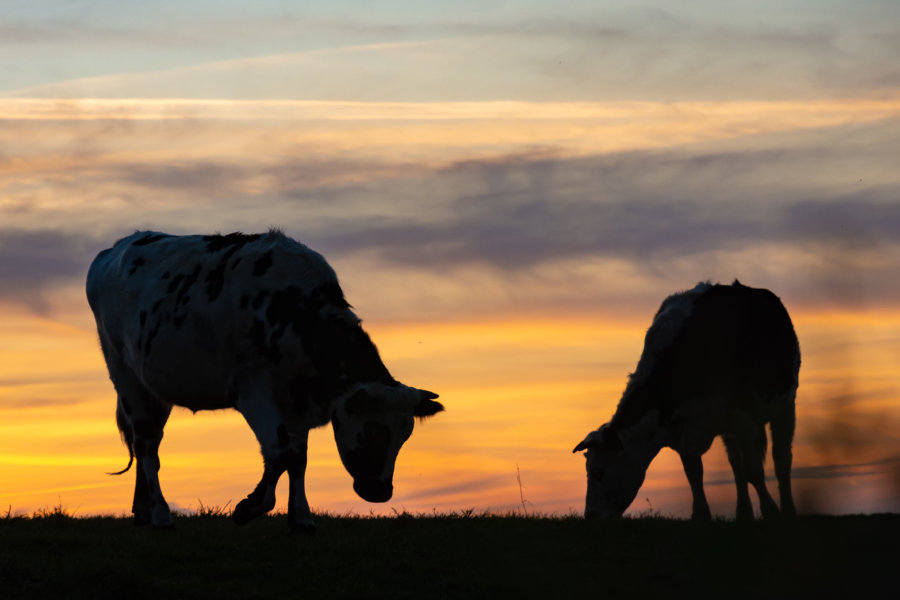 Vaches normandes au coucher du soleil, Cap de la Hague