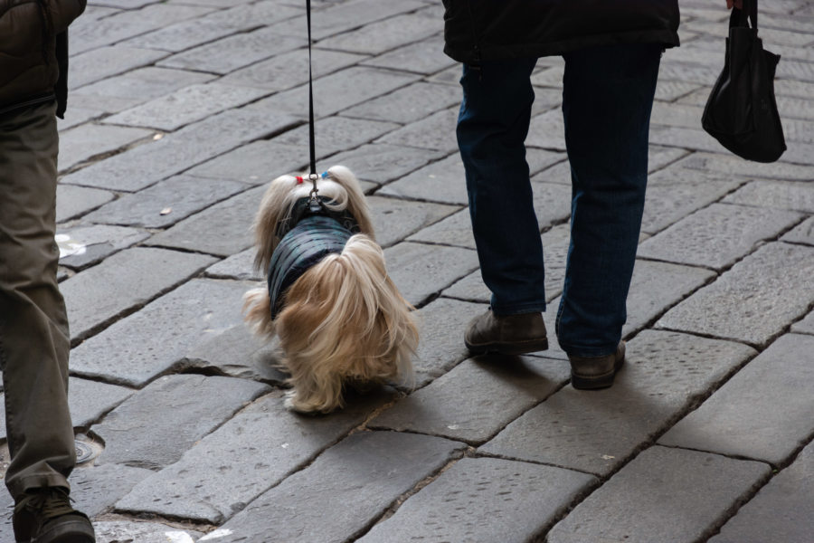 Caniche en habit d'hiver