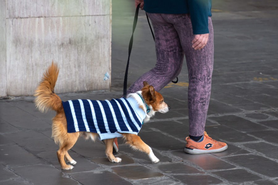 Chien en tricot