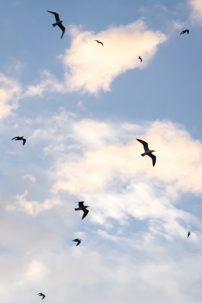 Mouettes au port antique de Gênes