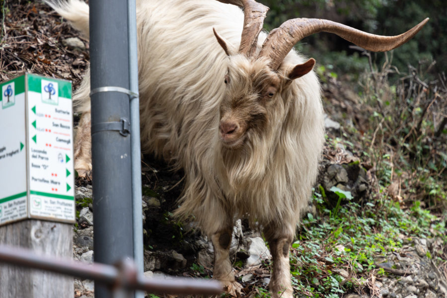 Chèvre sur un sentier de randonnée du parc de Portofino