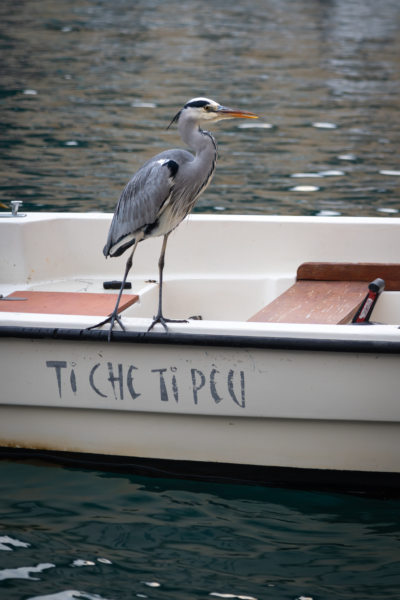 Héron sur une barque à Portofino