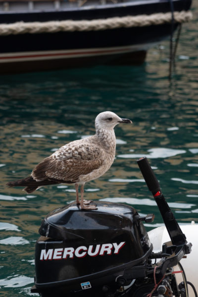 Mouette sur un bateau