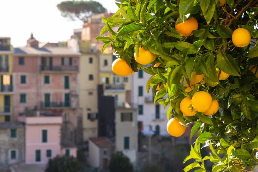 Orangers dans le village de Corniglia