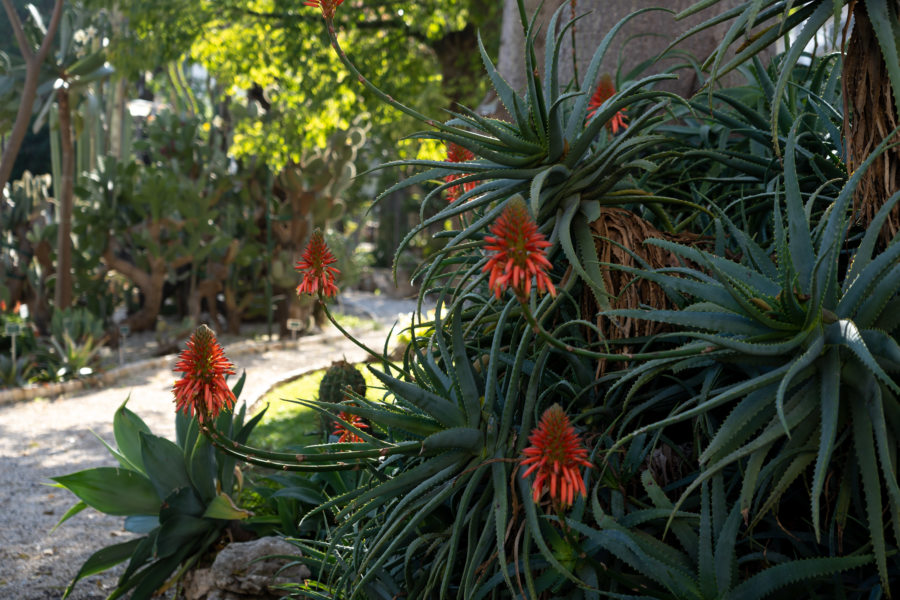 Jardin botanique de Catane