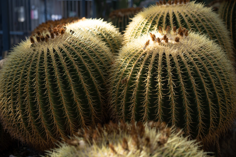 Coussins de belle-mère dans le jardin botanique de Catane