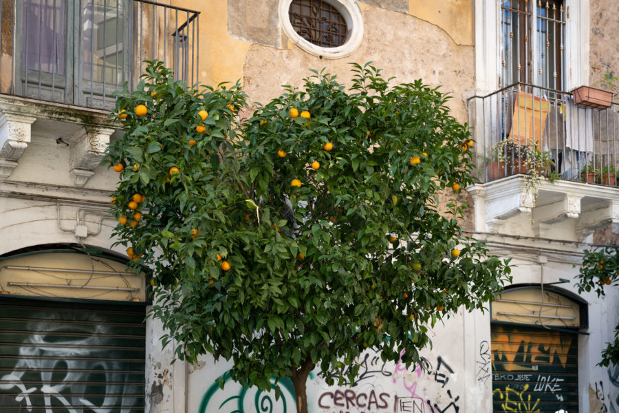 Oranger dans une rue de Catane en Sicile
