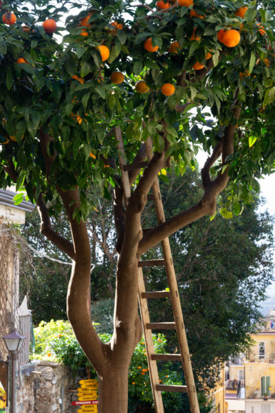 Oranger à Taormina, l'hiver en Sicile