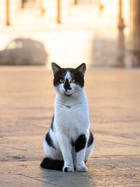 Chat à Syracuse