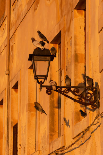 Pigeons et lampadaire à Syracuse