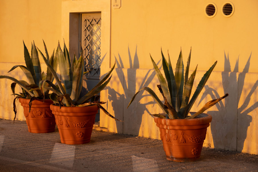 Plantes à Syracuse en Sicile