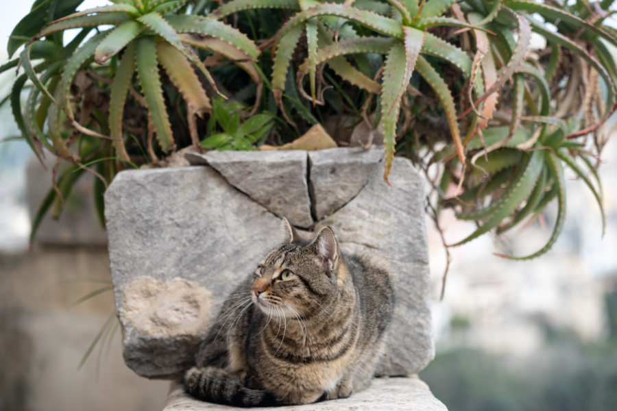 Chat à Raguse