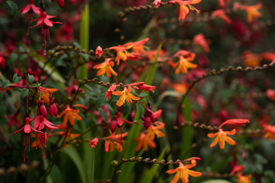 Crocosmias en Irlande