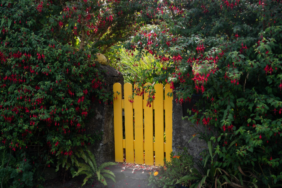 Porte jaune et fuchsias sur la Dingle way