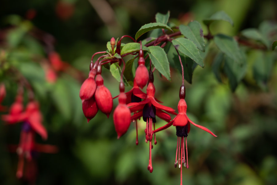 Fuchsia en Irlande sur la Dingle way