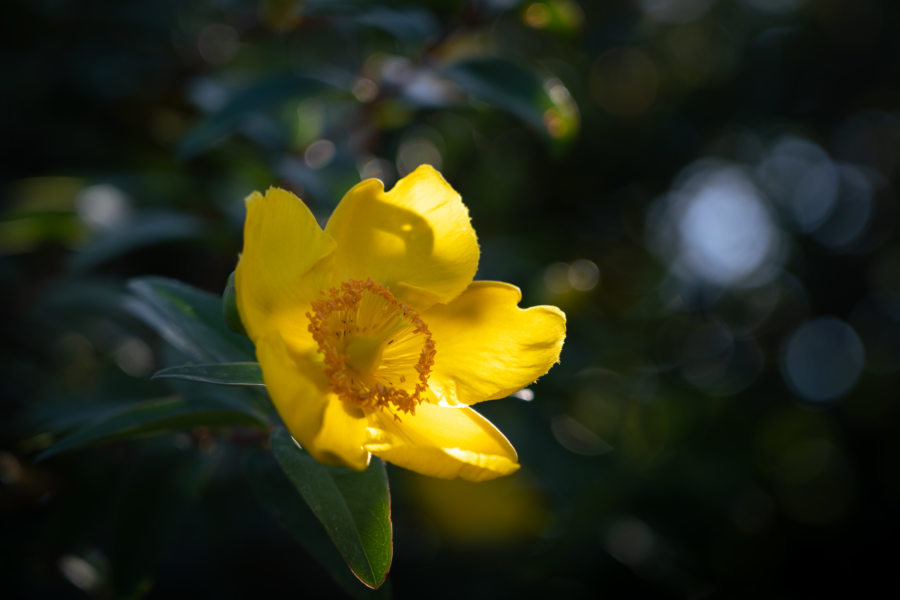 Millepertuis, fleur en Irlande