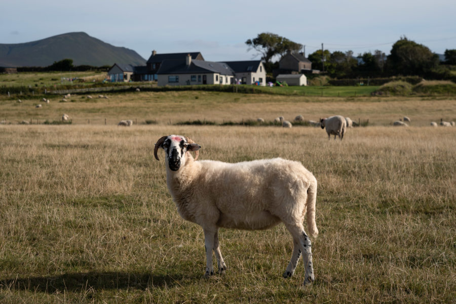 Mouton irlandais près de Cloghane sur la randonnée Dingle Way