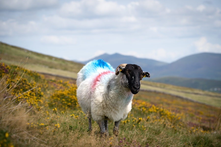 Mouton irlandais entre Dingle et Dunquin