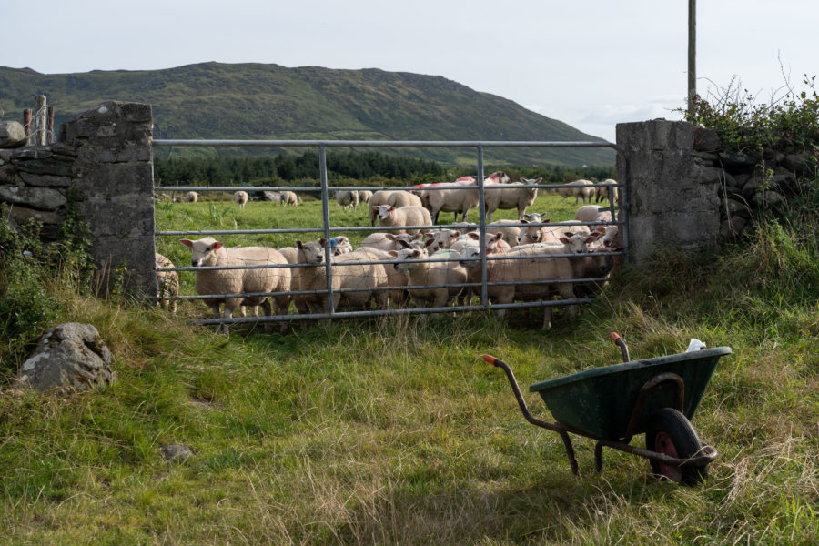 Moutons derrière un grillage en Irlande