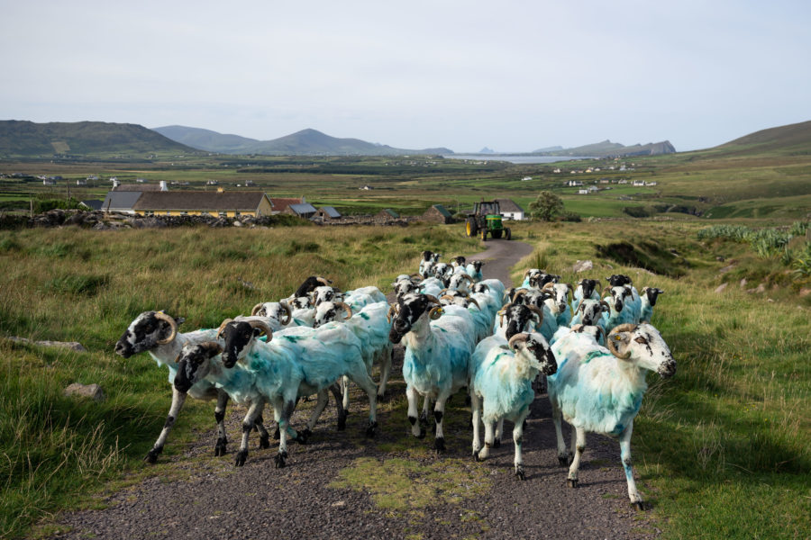 Moutons bleus sur le Mount Brandon, Dingle, Irlande