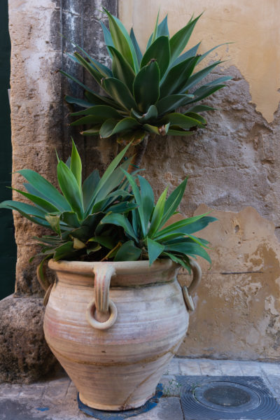 Plante dans une rue de Noto en Sicile