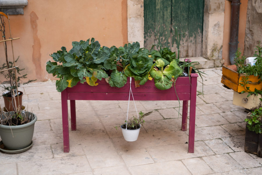 Plantes dans les rues de Raguse en Sicile
