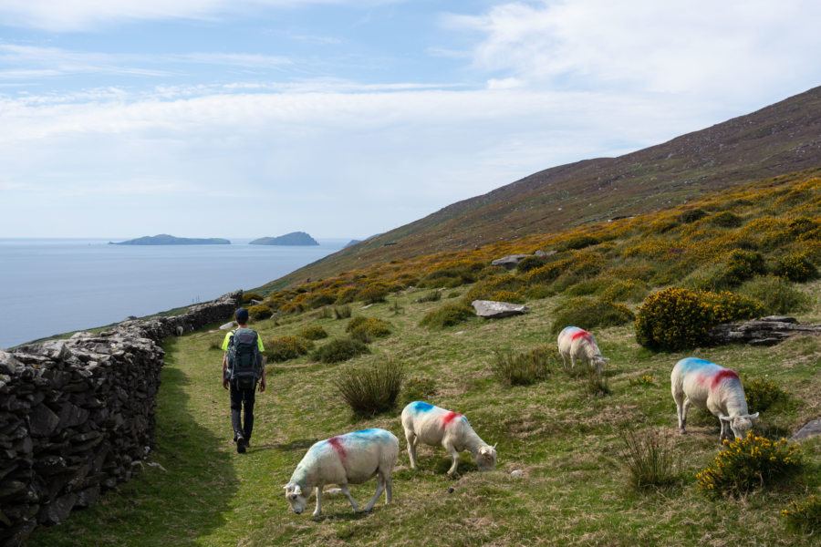 Randonnée en Irlande (dingle way) parmi les moutons